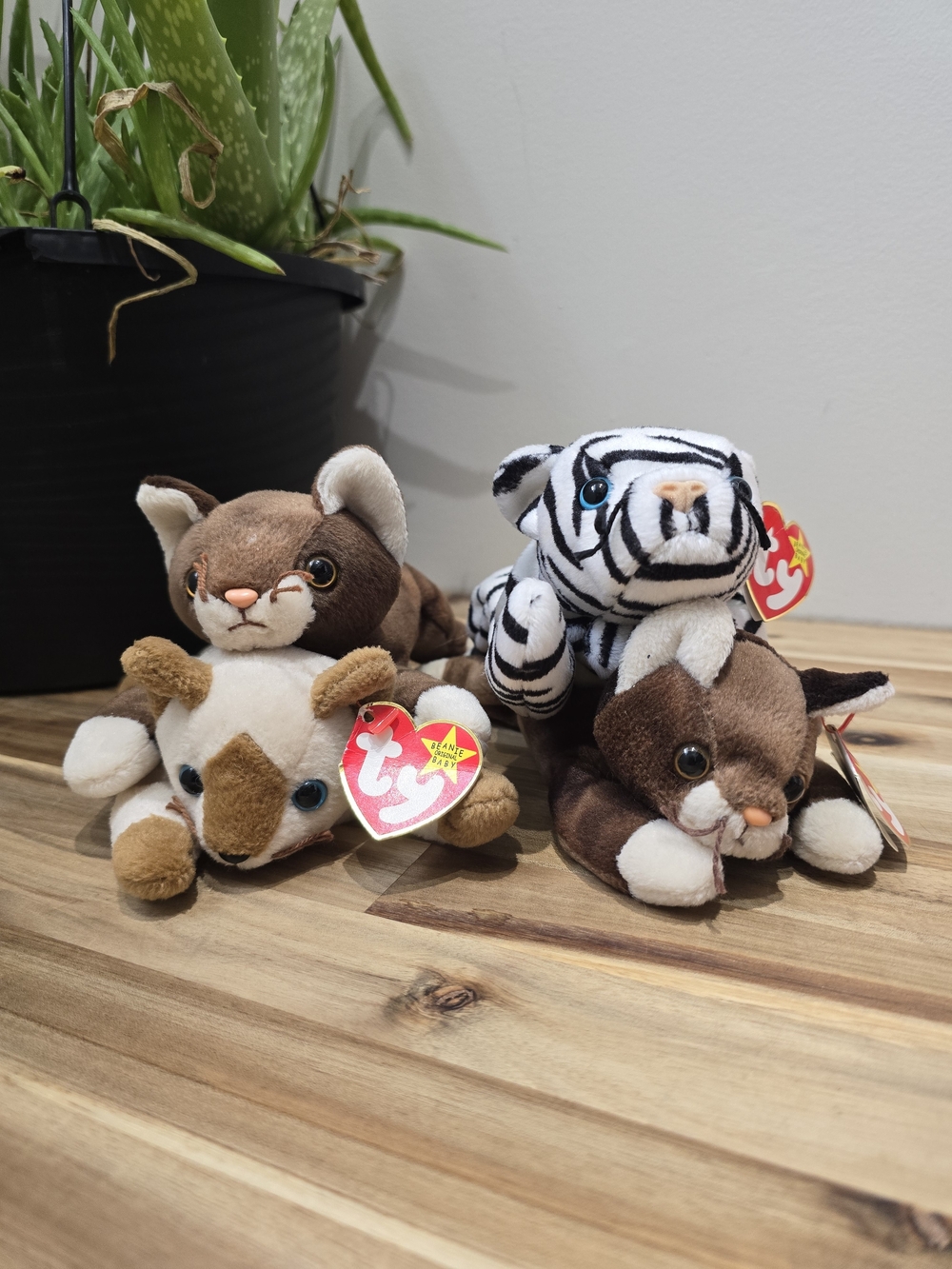TY Beanie Babies Cat Set